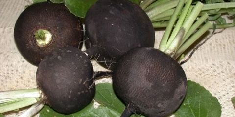 Kada ukloniti rotkvu iz bašte radi skladištenja